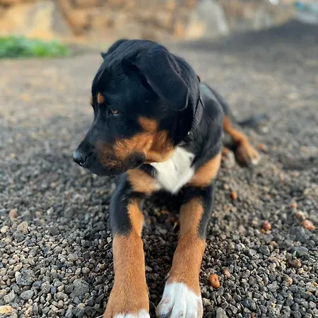 La Majorera Villaverde (Fuerteventura)